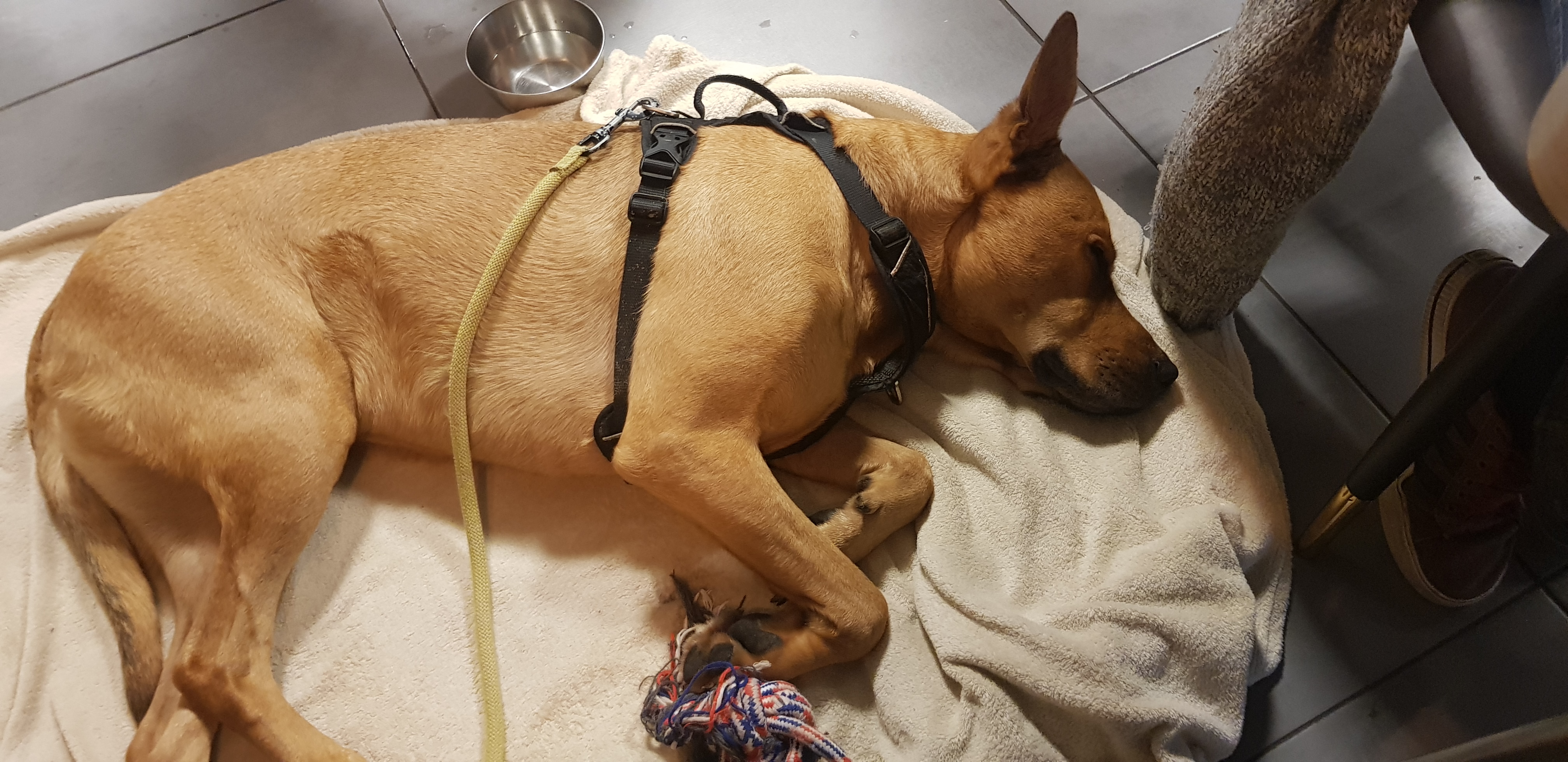 éducation et dressage de chiens Savoie
